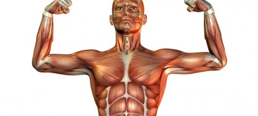 Creating An Anabolic State That Supports Muscle Growth