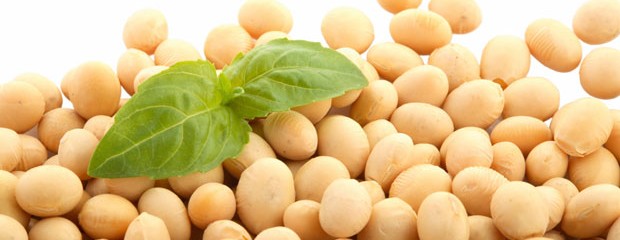 The Wondrous Benefits of Soy Protein